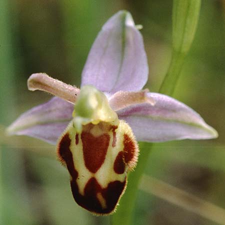 Ophrys apifera var. belgarum \ Belger-Bienen-Ragwurz / Belgae Bee Orchid, GB  Gloucester 15.6.1999 