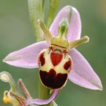 Ophrys apifera var. belgarum \ Belger-Bienen-Ragwurz, GB  Winchester 14.6.1999 