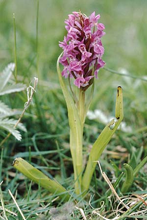 Dactylorhiza cambrensis \ Walisische Fingerwurz / Welsh Marsh Orchid, GB  North Wales 16.6.1999 