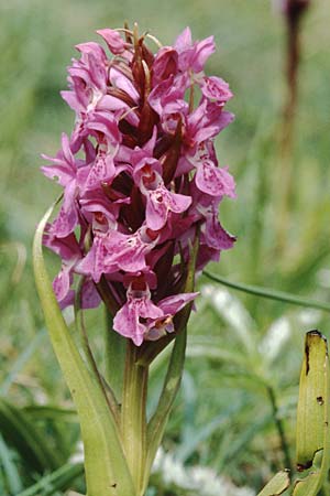 Dactylorhiza cambrensis \ Walisische Fingerwurz / Welsh Marsh Orchid, GB  North Wales 16.6.1999 