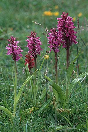 Dactylorhiza cambrensis \ Walisische Fingerwurz / Welsh Marsh Orchid, GB  North Wales 16.6.1999 