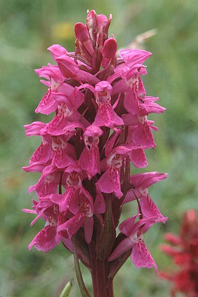 Dactylorhiza cambrensis \ Walisische Fingerwurz / Welsh Marsh Orchid, GB  North Wales 16.6.1999 