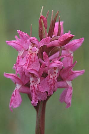 Dactylorhiza cambrensis \ Walisische Fingerwurz, GB  North Wales 16.6.1999 