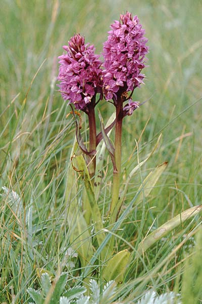 Dactylorhiza cambrensis \ Walisische Fingerwurz / Welsh Marsh Orchid, GB  North Wales 16.6.1999 