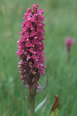 Dactylorhiza cambrensis \ Walisische Fingerwurz / Welsh Marsh Orchid, GB  North Wales 16.6.1999 