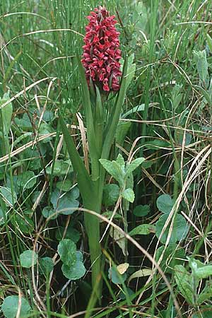 Dactylorhiza coccinea \ Dünen-Fingerwurz / Dune Marsh Orchid, GB  South Wales, Kenfig 16.6.1999 