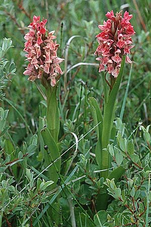 Dactylorhiza coccinea \ Dünen-Fingerwurz / Dune Marsh Orchid, GB  South Wales, Kenfig 16.6.1999 