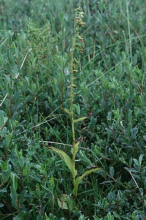 Epipactis dunensis subsp. sancta / Lindisfarne Helleborine, GB  Holy Island Lindisfarne 1.8.1998 