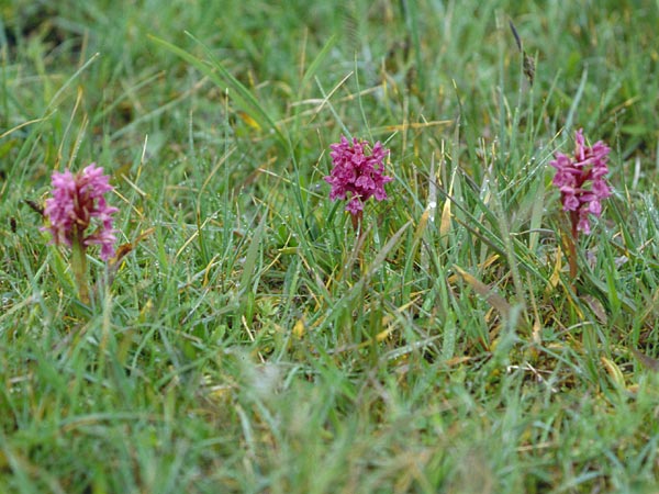 Dactylorhiza ebudensis \ Hebriden-Fingerwurz, Hebriden-Knabenkraut / Hebridean Marsh Orchid, GB  North Uist 18.6.1999 