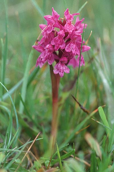 Dactylorhiza ebudensis \ Hebriden-Fingerwurz, Hebriden-Knabenkraut / Hebridean Marsh Orchid, GB  North Uist 18.6.1999 