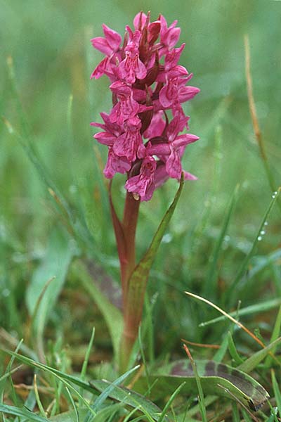 Dactylorhiza ebudensis \ Hebriden-Fingerwurz, Hebriden-Knabenkraut, GB  North Uist 18.6.1999 