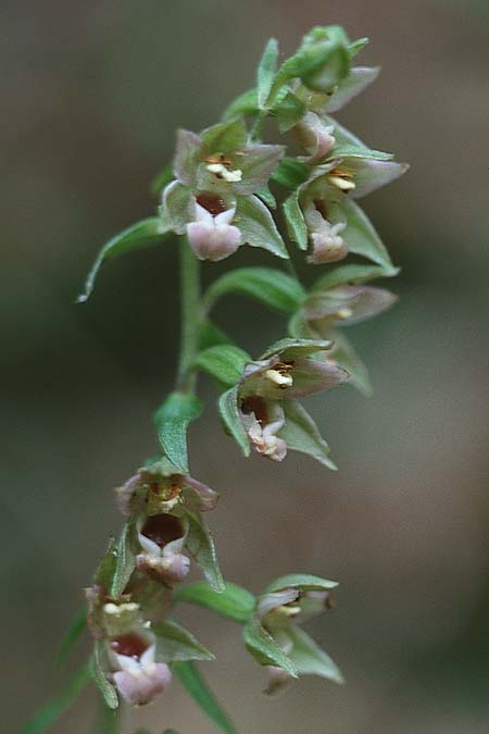 Epipactis neglecta var. collina \ Risborough-Ständelwurz / Risborough Helleborine, GB  Buckinghamshire 5.8.1998 