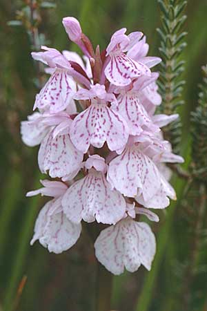 Dactylorhiza ericetorum \ Heide-Fingerwurz, Heide-Knabenkraut / Heath Spotted Orchid, GB  Hampshire, New Forest 14.6.1999 