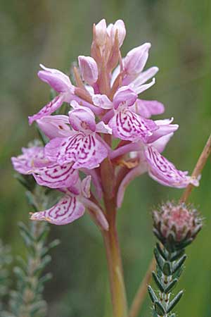 Dactylorhiza ericetorum \ Heide-Fingerwurz, Heide-Knabenkraut, GB  Hampshire, New Forest 14.6.1999 