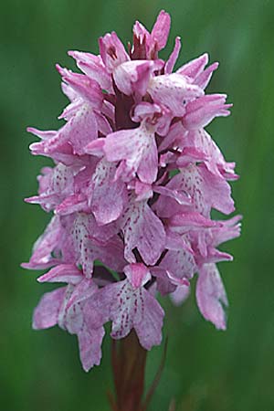 Dactylorhiza ericetorum \ Heide-Fingerwurz, Heide-Knabenkraut / Heath Spotted Orchid, GB  Cumbria Carlisle 19.6.1999 