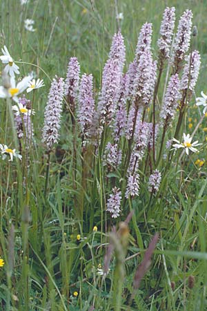 Dactylorhiza fuchsii / Common Spotted Orchid, GB  Kent Chatham 12.6.1999 