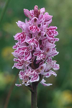 Dactylorhiza fuchsii \ Fuchssche Fingerwurz, Fuchssches Knabenkraut / Common Spotted Orchid, GB  Gloucestershire 15.6.1999 