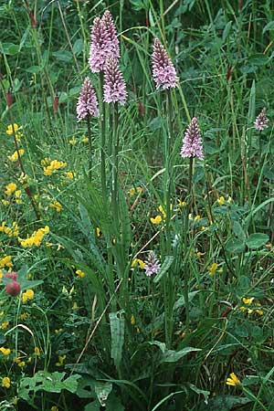 Dactylorhiza fuchsii \ Fuchssche Fingerwurz, Fuchssches Knabenkraut / Common Spotted Orchid, GB  Tyne and Wear 19.6.1999 