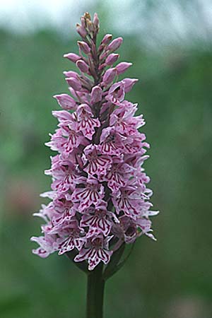 Dactylorhiza fuchsii / Common Spotted Orchid, GB  Tyne and Wear 19.6.1999 