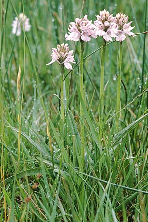 Dactylorhiza ericetorum \ Heide-Fingerwurz, Heide-Knabenkraut / Heath Spotted Orchid, GB  Cumbria Carlisle 19.6.1999 