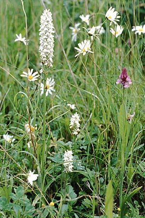 Dactylorhiza fuchsii forma albiflora \ Fuchssche Fingerwurz, Fuchssches Knabenkraut / Common Spotted Orchid, GB  Kent, Chatham 12.6.1999 
