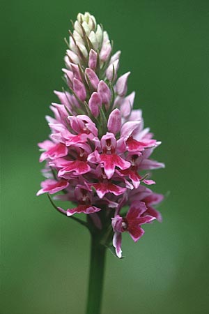 Dactylorhiza fuchsii forma rhodochila \ Fuchssche Fingerwurz, Fuchssches Knabenkraut / Common Spotted Orchid, GB  Durham 19.6.1999 
