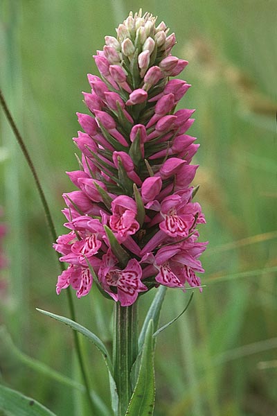 Dactylorhiza fuchsii x purpurella, GB   Hartlepool 19.6.1999 