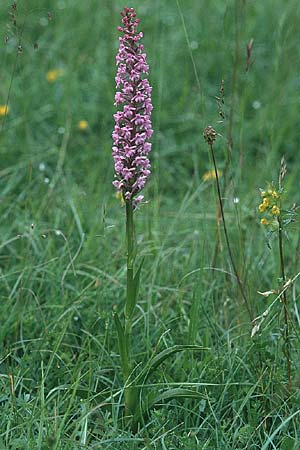 Gymnadenia conopsea subsp. densiflora \ Dichtblütige Händelwurz / Dense-Flowered Fragrant Orchid, GB  Gloucestershire 15.6.1999 