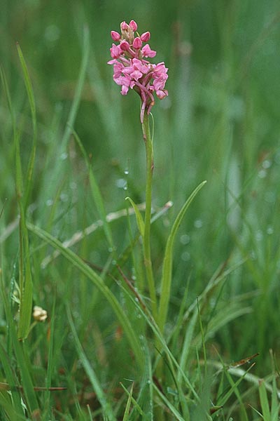 Gymnadenia conopsea subsp. borealis \ Nördliche Händelwurz / Heath Fragrant Orchid, GB  Cumbria Carlisle 19.6.1999 