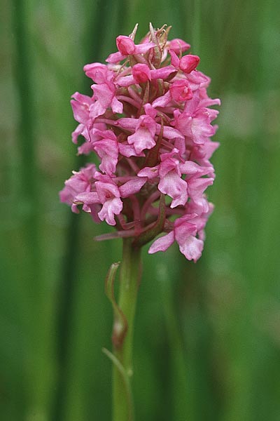 Gymnadenia conopsea subsp. borealis \ Nördliche Händelwurz / Heath Fragrant Orchid, GB  Cumbria Carlisle 19.6.1999 