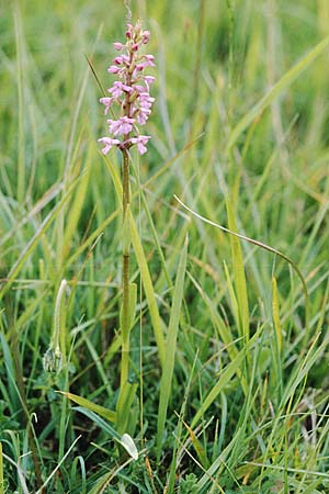 Gymnadenia conopsea s.l. \ Mücken-Händelwurz / Common Fragrant Orchid, GB  Gloucester 15.6.1999 