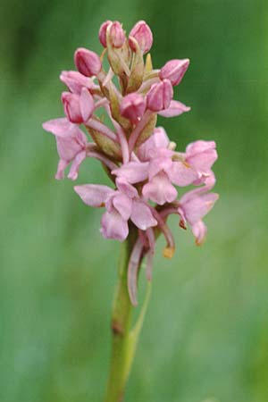 Gymnadenia conopsea subsp. borealis \ Nördliche Händelwurz / Heath Fragrant Orchid, GB  Cumbria Carlisle 19.6.1999 
