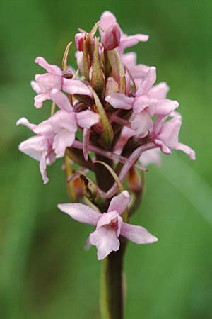 Gymnadenia conopsea subsp. borealis \ Nördliche Händelwurz / Heath Fragrant Orchid, GB  Cumbria Carlisle 19.6.1999 