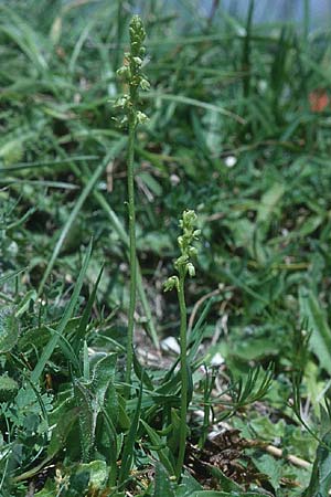 Herminium monorchis \ Einknolle, Honigorchis / Musk Orchid, GB  Hampshire 13.6.1999 