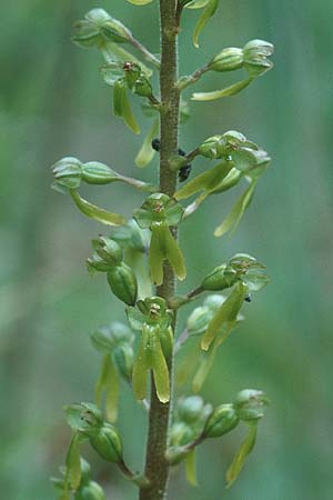 Listera ovata / Common Twayblade, GB  Hampshire 13.6.1999 