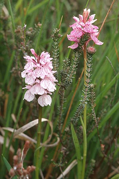 Dactylorhiza ericetorum \ Heide-Fingerwurz, Heide-Knabenkraut / Heath Spotted Orchid, GB  Hampshire, New Forest 14.6.1999 