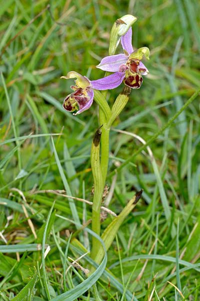 Ophrys apifera var. cambrensis \ Walisische Bienen-Ragwurz / Welsh Bee Orchid, GB  South Wales, Glamorgan, Cwm Nash 11.6.2014 (Photo: Michael J. Clark)