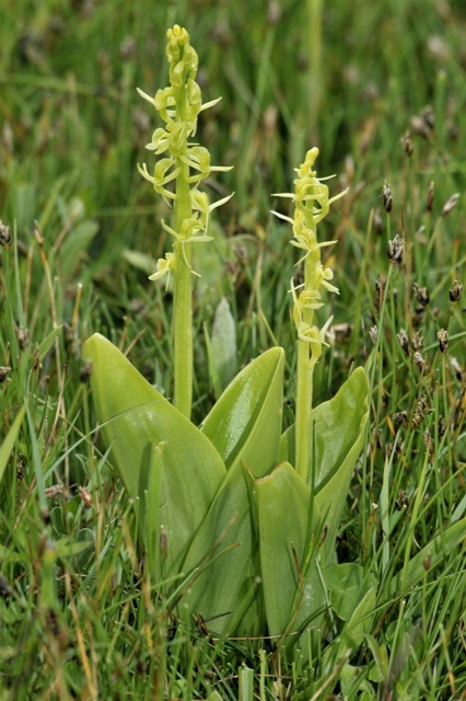 Liparis loeselii var. ovata \ Torf-Glanzkraut, GB  South Wales, Kenfig 29.6.2009 (Photo: Michael J. Clark)