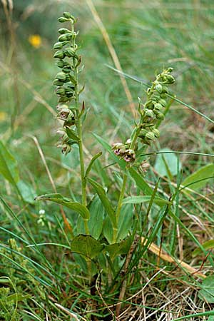 Epipactis neerlandica \ Holländische Ständelwurz, GB  South Wales, Kenfig 29.7.1998 