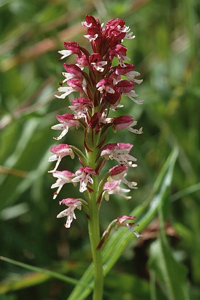 Neotinea aestivalis \ Spätes Brand-Knabenkraut / Late Burnt Orchid, GB  Wiltshire 26.7.1998 