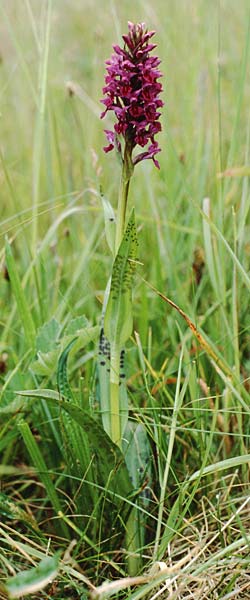 Dactylorhiza purpurella var. atrata \ Purpurblütige Fingerwurz, Purpurblütiges Knabenkraut / Northern Marsh Orchid, GB  Hartlepool 19.6.1999 