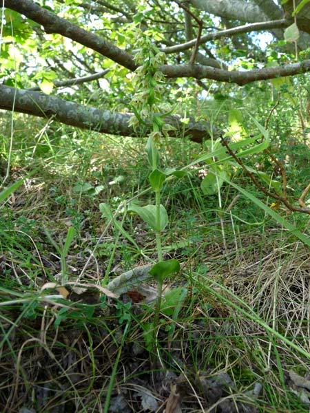 Epipactis phyllanthes \ Grünblütige Ständelwurz / Green-flowered Helleborine, GB  Sandscale Haws 17.7.2014 (Photo: Christoph Gerbersmann)