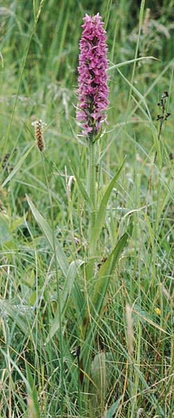 Dactylorhiza praetermissa \ Übersehene Fingerwurz, Übersehenes Knabenkraut / Southern Marsh Orchid, GB  South Wales, Kenfig 2.7.1997 