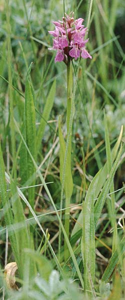 Dactylorhiza praetermissa \ Übersehene Fingerwurz, Übersehenes Knabenkraut / Southern Marsh Orchid, GB  South Wales, Kenfig 2.7.1997 
