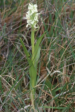 Dactylorhiza pulchella \ Kleine Fleischfarbene Fingerwurz / Purple Marsh Orchid (Farbvariante / Color-Variant), GB  Hampshire, New Forest 14.6.1999 