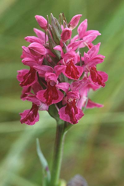 Dactylorhiza purpurella var. atrata \ Purpurblütige Fingerwurz, Purpurblütiges Knabenkraut / Northern Marsh Orchid, GB  Hartlepool 19.6.1999 