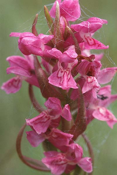 Dactylorhiza pulchella \ Kleine Fleischfarbene Fingerwurz / Purple Marsh Orchid (Farbvariante / Color-Variant), GB  Hampshire, New Forest 14.6.1999 
