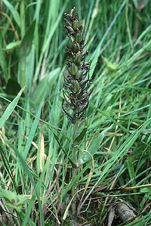 Dactylorhiza purpurella / Northern Marsh Orchid (seed stem), GB  Tyne and Wear 4.8.1998 