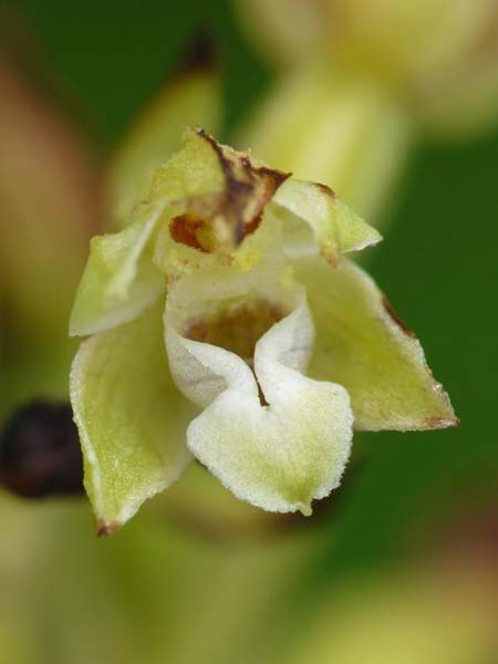Epipactis dunensis subsp. sancta \ Holy Island Ständelwurz / Lindisfarne Helleborine, GB  Holy Island Lindisfarne 15.7.2014 (Photo: Christoph Gerbersmann)
