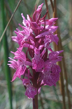 Dactylorhiza traunsteinerioides \ Traunsteiner-ähnliche Fingerwurz / Pugsley's Marsh Orchid, GB  Oxford 13.6.1999 